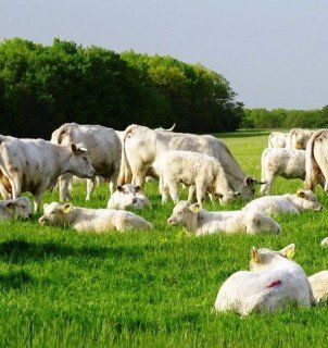 +79672333250 звонок из СКК Виктория-Агро