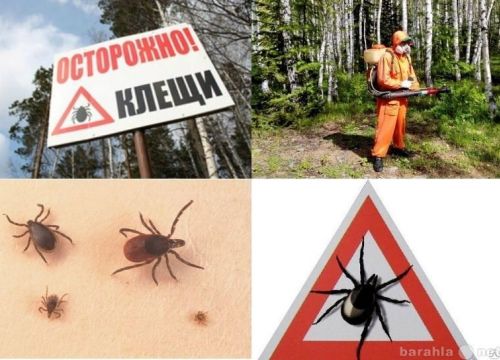 +79677015545 звонок из Риал-77