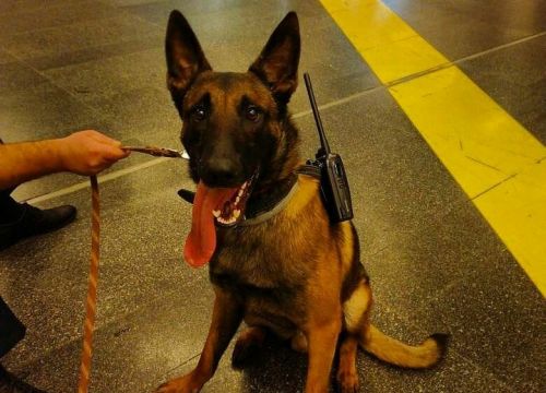 +79680444443 звонок из Кинологический центр Инстинкт