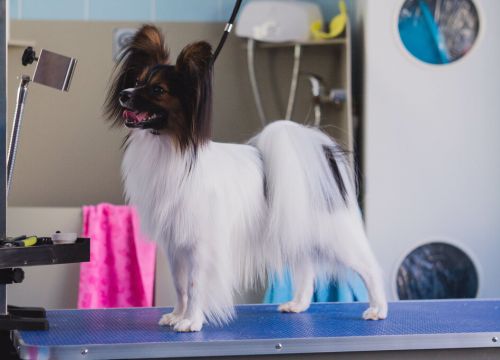 +79680900990 звонок из Клуб для собак Class & Fit