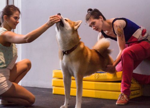 +79680900990 звонок из Клуб для собак Class & Fit