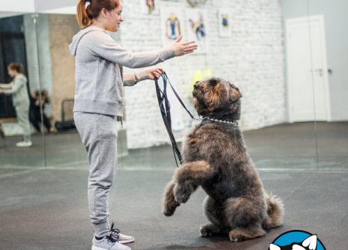 +79680900990 звонок из Клуб для собак Class & Fit