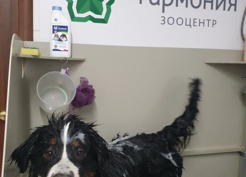 +79686112200 звонок из Гармония