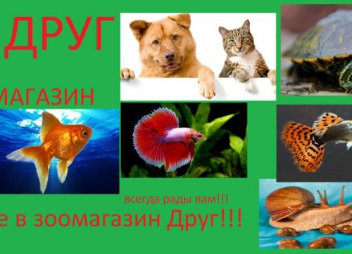 +79686801281 звонок из Зоомагазин Друг