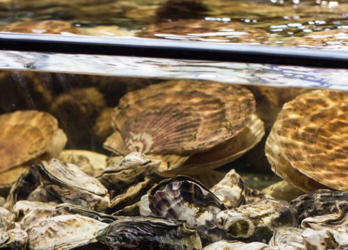 +79770000092 звонок из Сокровища морей