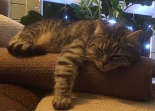 +79771030403 звонок из Собакин