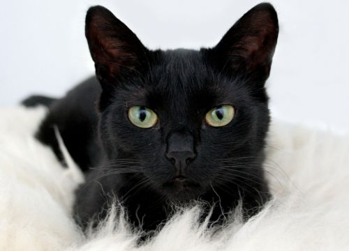 +79778960509 звонок из Pet Paradise