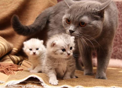 +79778960509 звонок из Pet Paradise