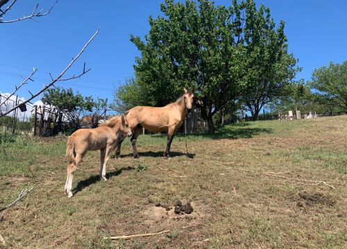 +79811201292 звонок из Экодомик КизилОрех