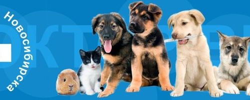 +79831215510 звонок из Доктор Вет