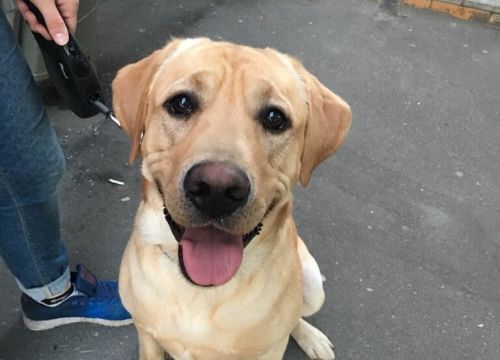 +79854170293 звонок из Дрессировка собак. Кинолог