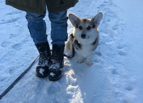 +79854170293 звонок из Дрессировка собак. Кинолог