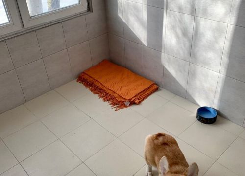 +79856252245 звонок из Зоогостиница для собак Зеленоград