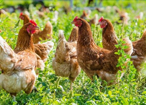 +79873931749 звонок из Птицефабрика Несушка. НН