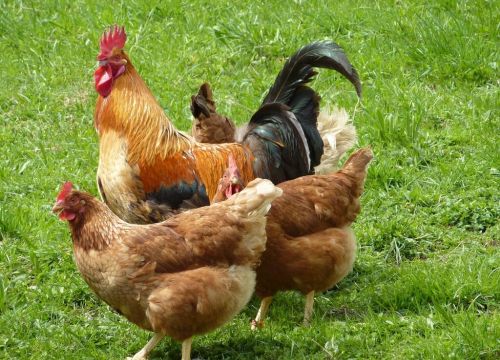 +79873931749 звонок из Птицефабрика Несушка. НН