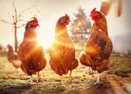 +79873931749 звонок из Птицефабрика Несушка. НН