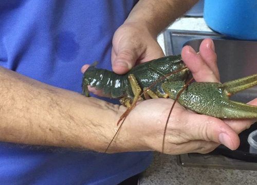 +79883130313 звонок из Раки