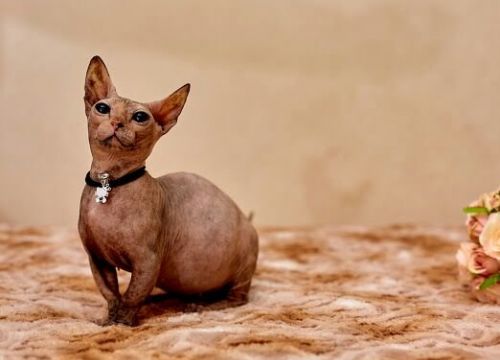 +79885635898 звонок из Питомник Золотко Эльф