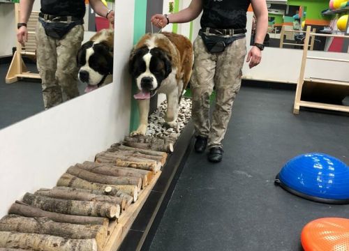 +79950000180 звонок из DogCenter