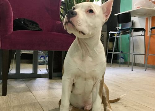 +79950000180 звонок из DogCenter