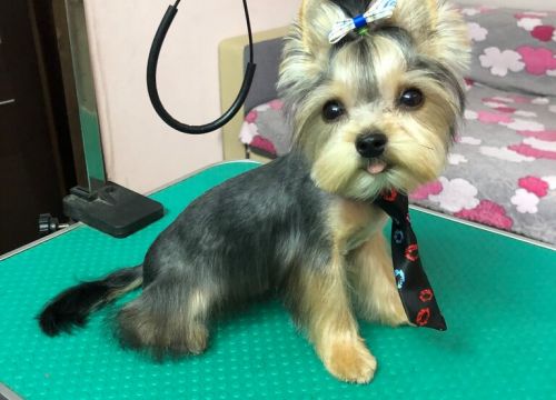 +79963475548 звонок из Стрижка собак и кошек