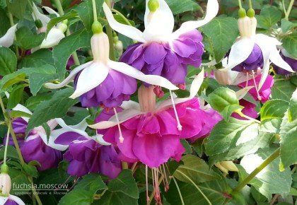 +79969720090 звонок из Fuchsia. Moscow