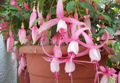 +79969720090 звонок из Fuchsia. Moscow