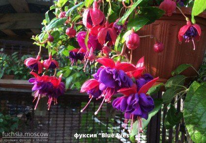 +79969720090 звонок из Fuchsia. Moscow